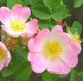 Rosa Rubiginosa